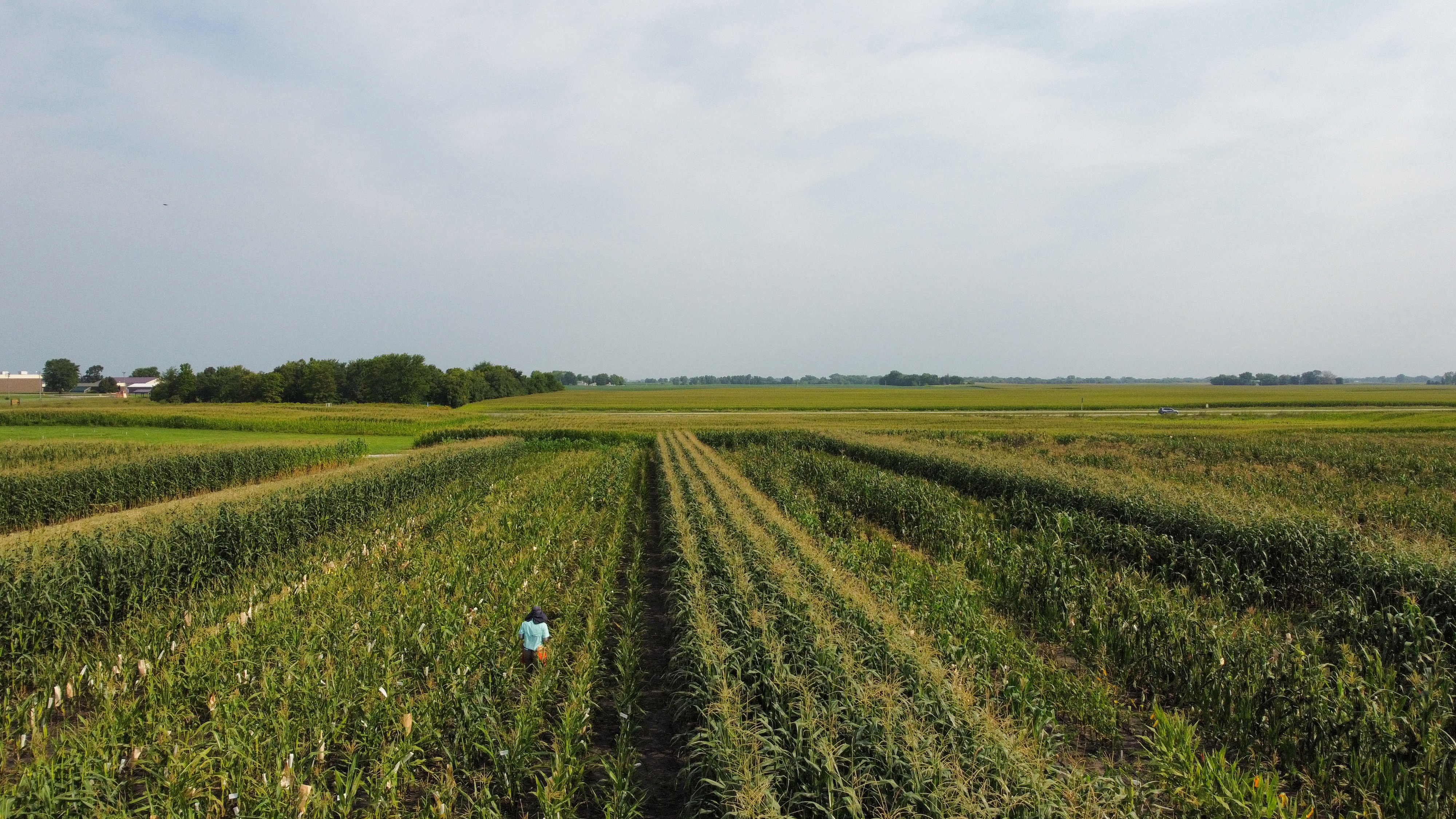 Fresh sweet corn on display at an Asian marketplace