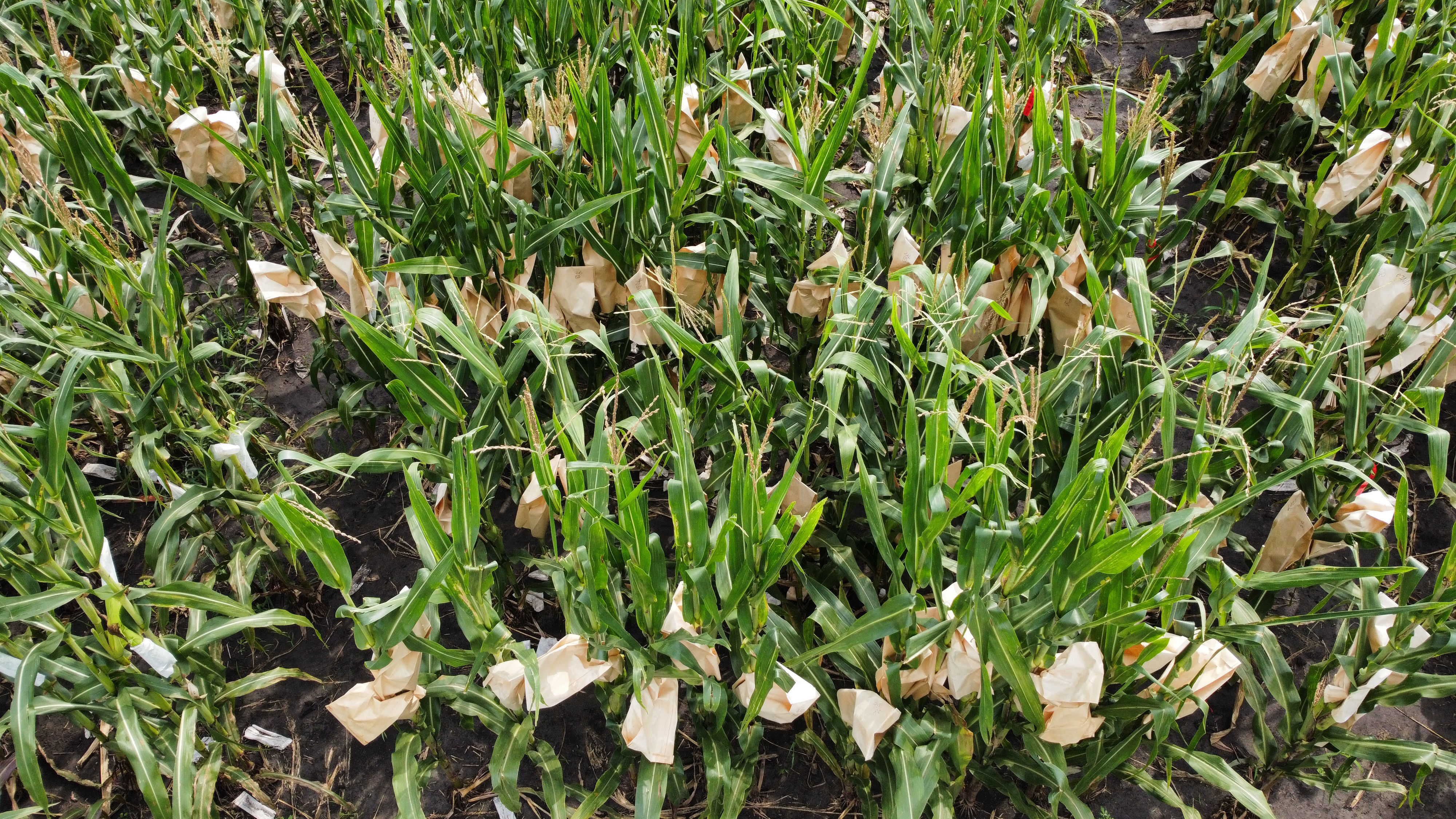 CYAN field corn hybrid performance plots